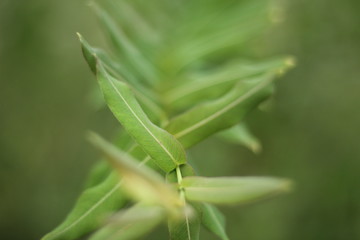 Artsy Leaves
