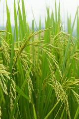 Green ear of rice in paddy field