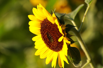 Field of sunflowers