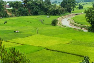 Green rice field in Pua, Nan province, North Thailand