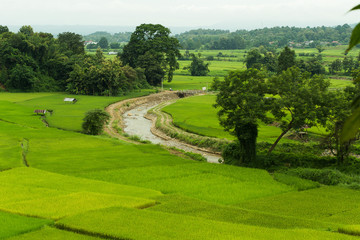 Green rice field in Pua, Nan province, North Thailand