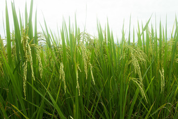 Green ear of rice in paddy field