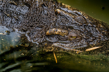 Crocodile in the zoo
