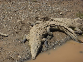 River Crocodiles in Costa Rica