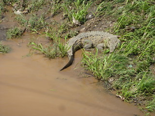 River Crocodiles in Costa Rica