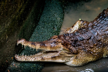 Crocodile in the zoo