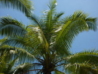 Tropical views, Costa Rica