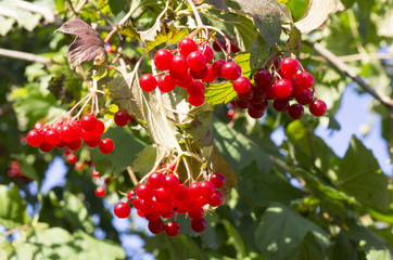 red ripe viburnum berries at summer. nature, food.