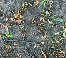 autumn ground with leaves and seeds. background, texture.
