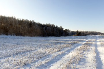 Fototapeta na wymiar Field in the snow