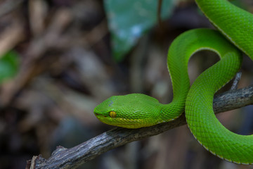 Close up Yellow-lipped Green Pit Viper snake
