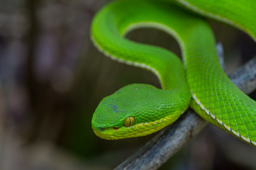 Obraz premium Close up Yellow-lipped Green Pit Viper snake