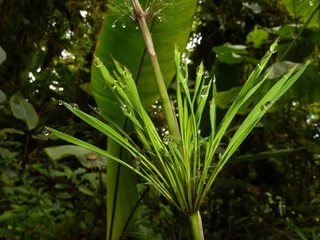 Obraz premium Tropical plants, Costa Rica, Monte Verde