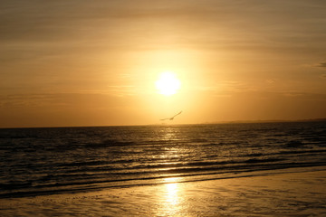 Seagulls in the sunset 2