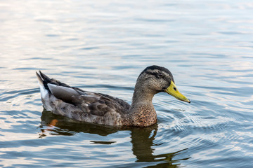 Duck on pond