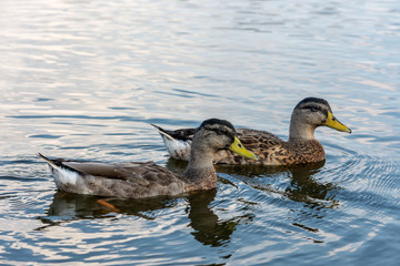 Ducks on pond