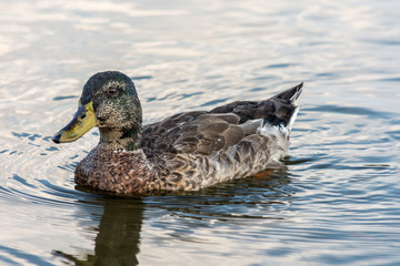 Duck on pond