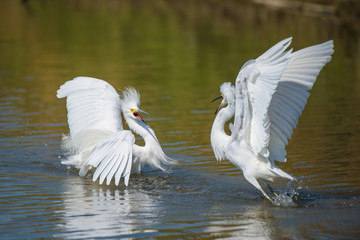 Courtship dance of two Snowy Egrets with open wings jumping high on pond