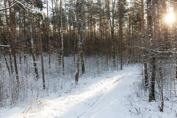 Fototapeta premium Winter forest, close-up