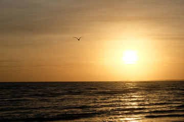 Seagulls in the sunset 1