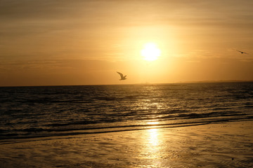Seagulls in the sunset 4