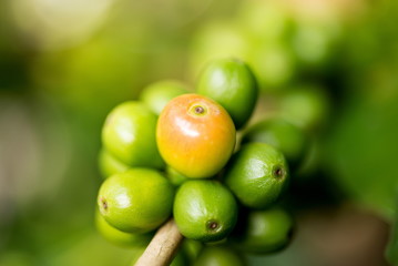 Organic red green  coffee cherries beans