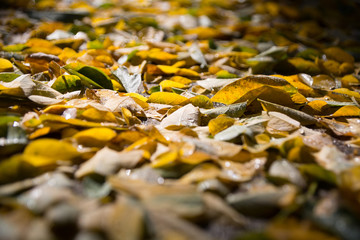 Blanket of Fall Leaves