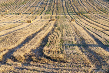 agricultural field, cereals