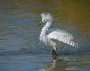 Dancing Snowy Egret with fluffed feathers on pond