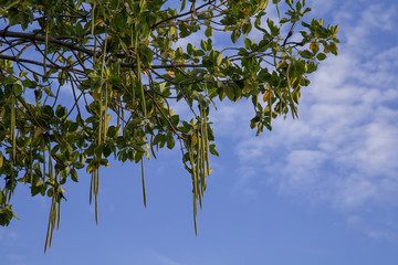 Mangroves Tree