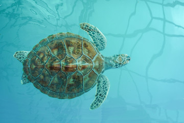 Sea Turtle