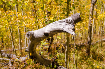 A twisty log in the fall color
