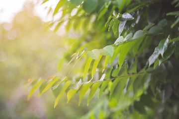 Star goosebery leaf in the morning background