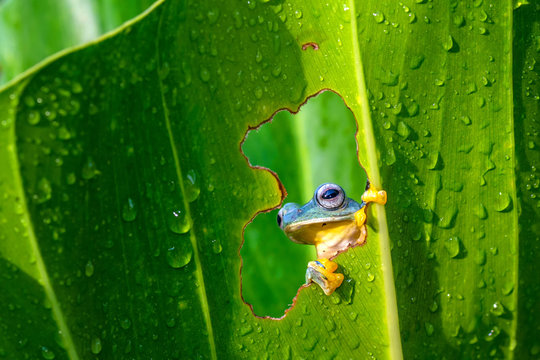 Tree frog looking through a hole in a leaf, West Java, Indonesia