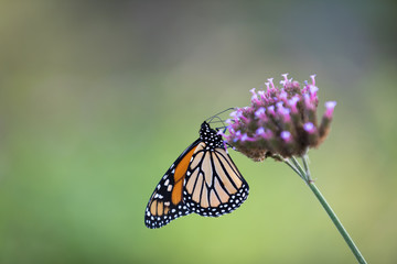 Fototapeta na wymiar Tiger butterfly
