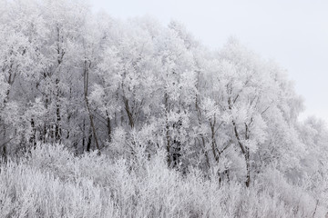 Photographed winter forest