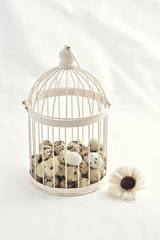 quail eggs in vintage cage isolated on white background.