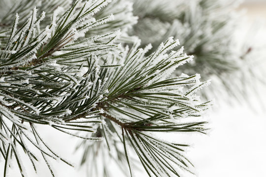 Pine forest, close-up