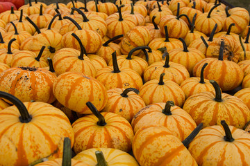 Pile of ripe pumpkins