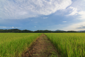 Rice field, Northern of Thailand