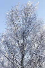 Fototapeta na wymiar Winter landscape, close-up