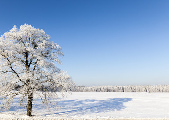 Fototapeta na wymiar Winter season. Photo