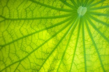 Close up lotus leaf, texture