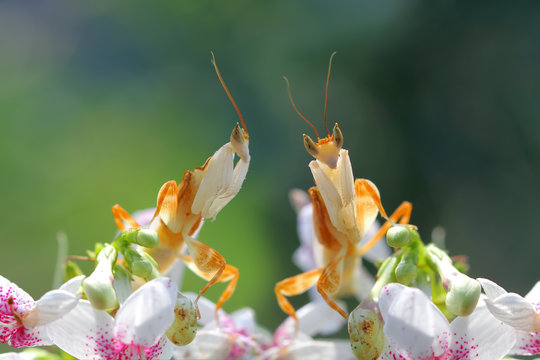 Two praying mantis on orchid flowers