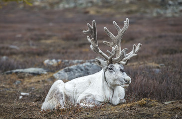reindeer resting in a landscape of Northern Mongolia