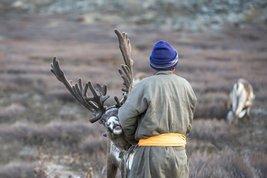 tsaatan man, dressed in a traditional deel, with his reindeers