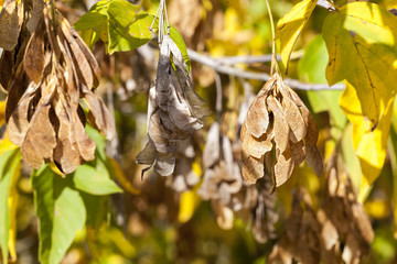 dry maple seeds