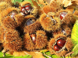 Autumn composition of chestnuts, hedgehog and chestnut leaves