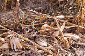 agricultural field with corn