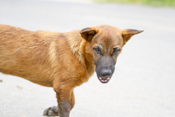 Naklejka premium Angry dog brown on the way